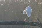 great white egret