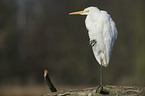 great white egret