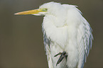 great white egret