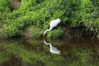 great white egret