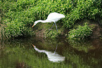 great white egret