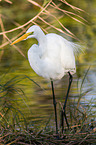 great white egret