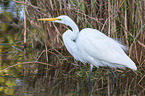 great white egret