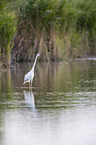 great white egret