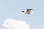 great white egret