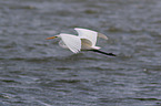 great white egret