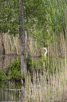 Great White Egret portrait