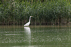 Great White Egret