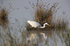 walking Great White Egret