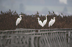 great white egret