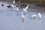 great white egret