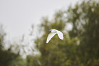 great white egret