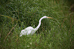 great white egret