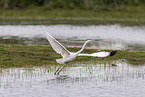 great white egret