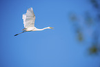 great white egret