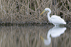 great white egret