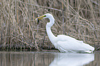 great white egret