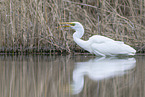 great white egret