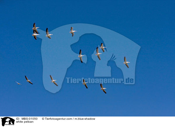 Rosapelikane / white pelican / MBS-01050