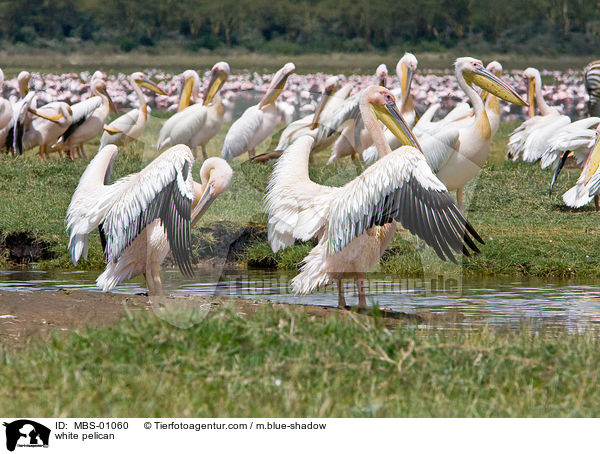 Rosapelikane / white pelican / MBS-01060