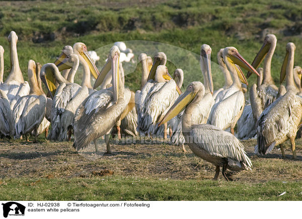 Rosapelikane / eastern white pelicans / HJ-02938