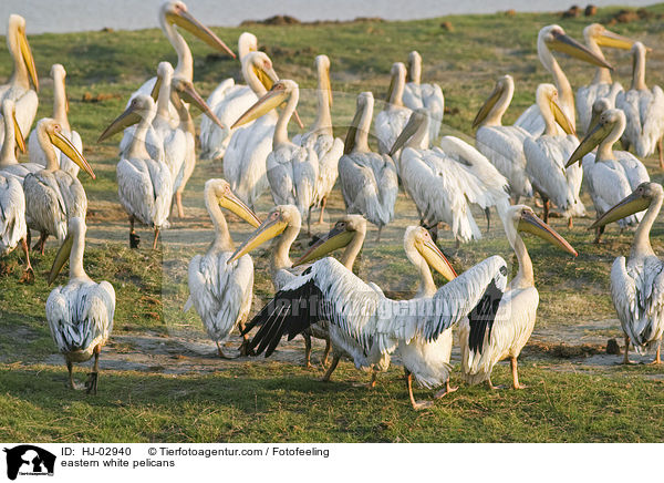 Rosapelikane / eastern white pelicans / HJ-02940