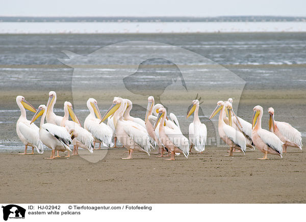 Rosapelikane / eastern white pelicans / HJ-02942