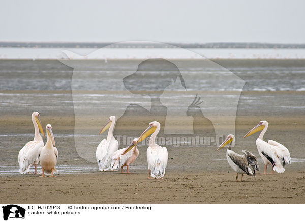 Rosapelikane / eastern white pelicans / HJ-02943