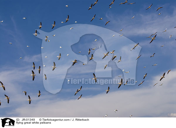 fliegende Rosapelikane / flying great white pelicans / JR-01349