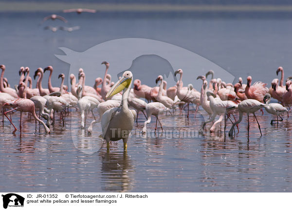 Rosapelikan und Zwergflamigos / great white pelican and lesser flamingos / JR-01352