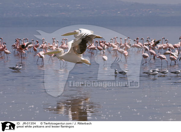 Rosapelikane und Zwergflamigos / great white pelicans and lesser flamingos / JR-01354
