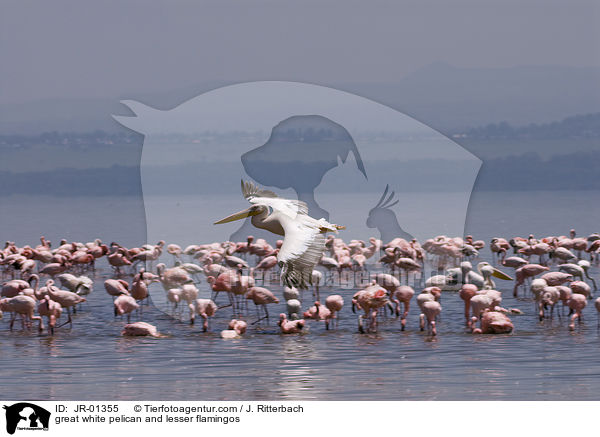Rosapelikan und Zwergflamigos / great white pelican and lesser flamingos / JR-01355