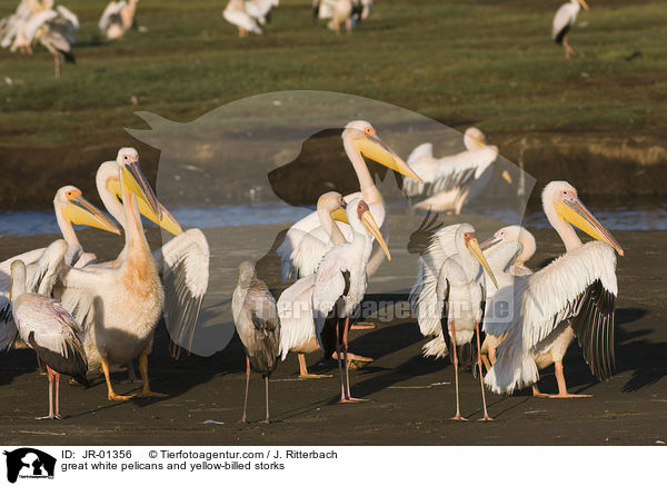 Rosapelikane und Nimmersatte / great white pelicans and yellow-billed storks / JR-01356