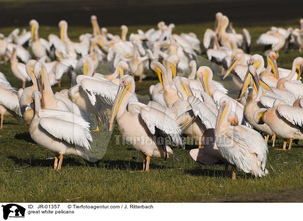 Rosapelikane / great white pelicans / JR-01357