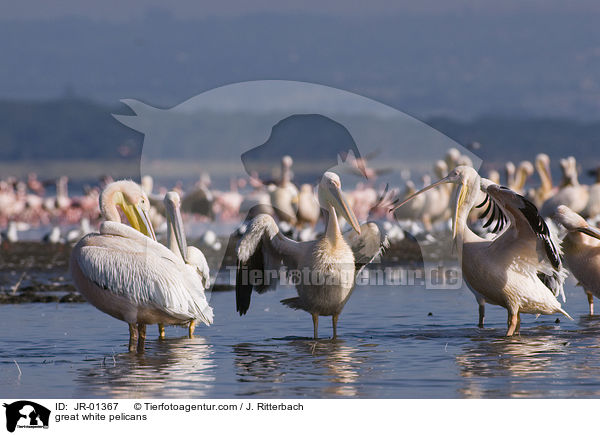 Rosapelikane / great white pelicans / JR-01367