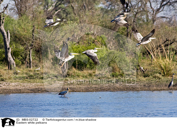 Rosapelikane / Eastern white pelicans / MBS-02722