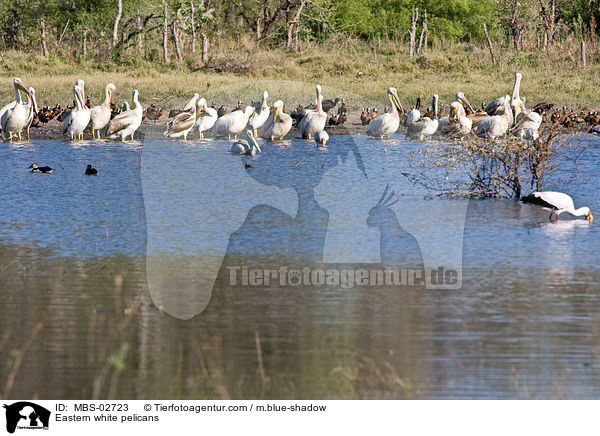 Rosapelikane / Eastern white pelicans / MBS-02723