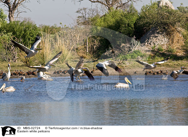 Rosapelikane / Eastern white pelicans / MBS-02724