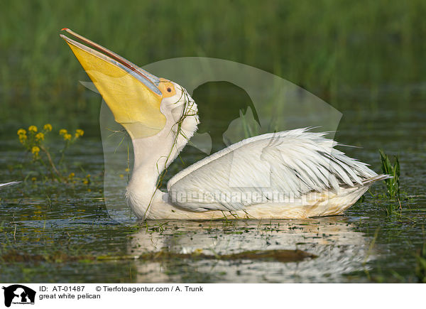Rosapelikan / great white pelican / AT-01487