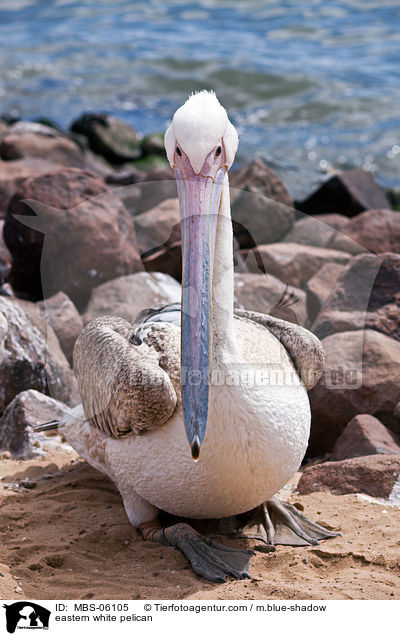 Rosapelikan / eastern white pelican / MBS-06105