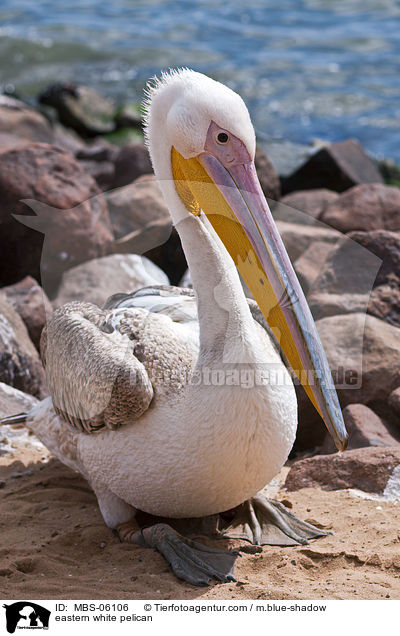 Rosapelikan / eastern white pelican / MBS-06106