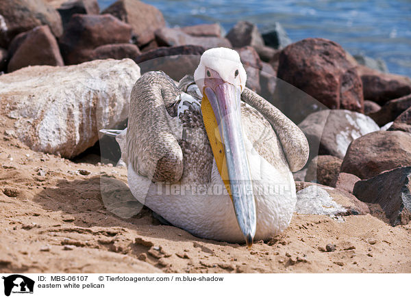 Rosapelikan / eastern white pelican / MBS-06107