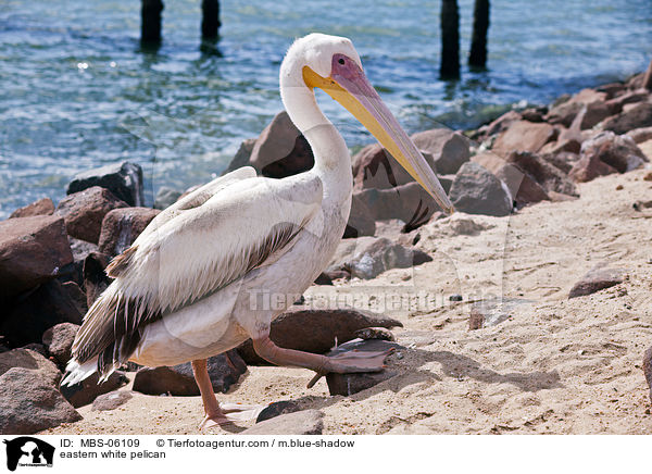 Rosapelikan / eastern white pelican / MBS-06109