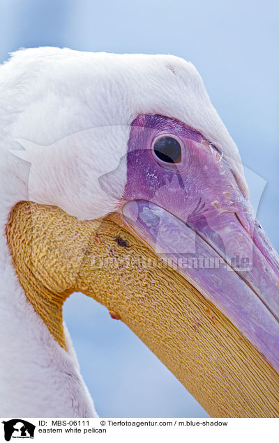 Rosapelikan / eastern white pelican / MBS-06111