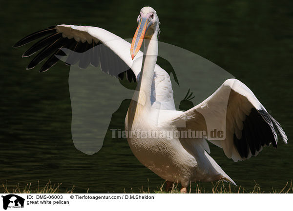 great white pelican / DMS-06003