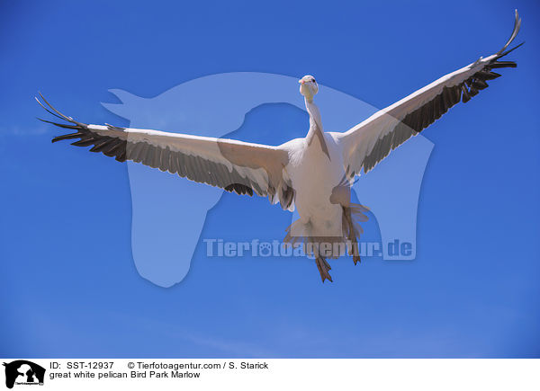 great white pelican Bird Park Marlow / SST-12937
