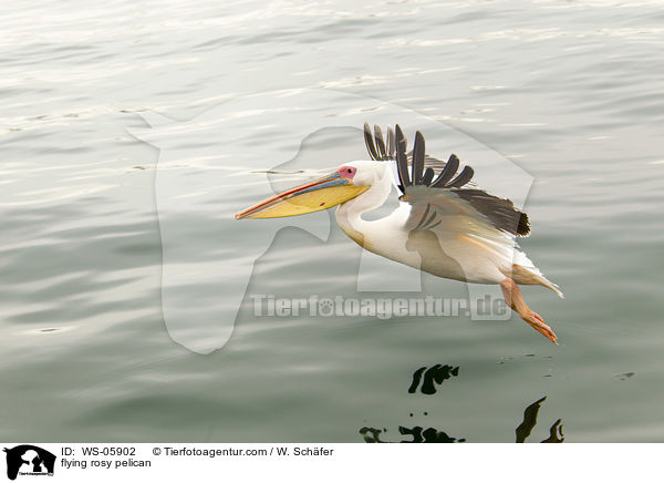 fliegender Rosapelikan / flying rosy pelican / WS-05902