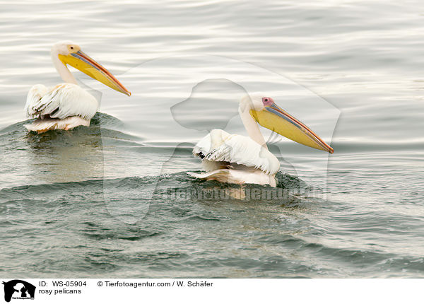 Rosapelikane / rosy pelicans / WS-05904
