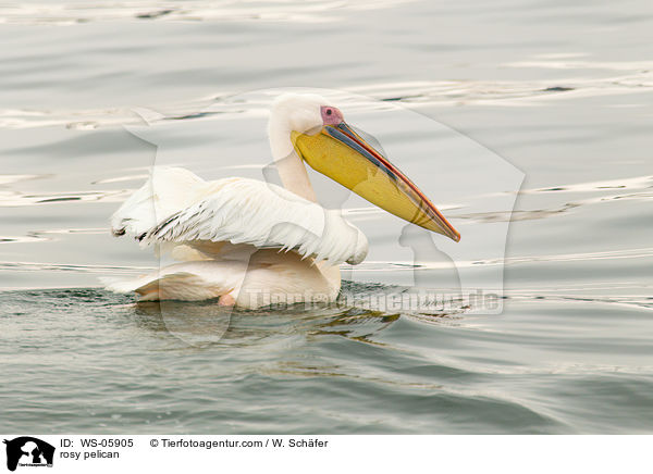 Rosapelikan / rosy pelican / WS-05905