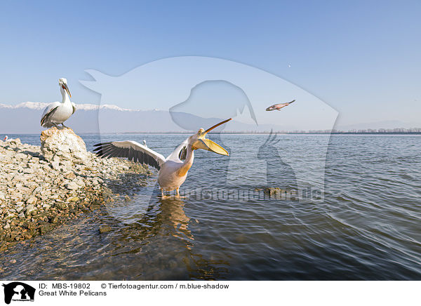 Rosapelikane / Great White Pelicans / MBS-19802